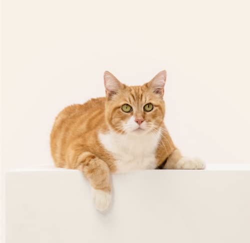 Cracked the Code - Wisdom Panel Cat DNA Test