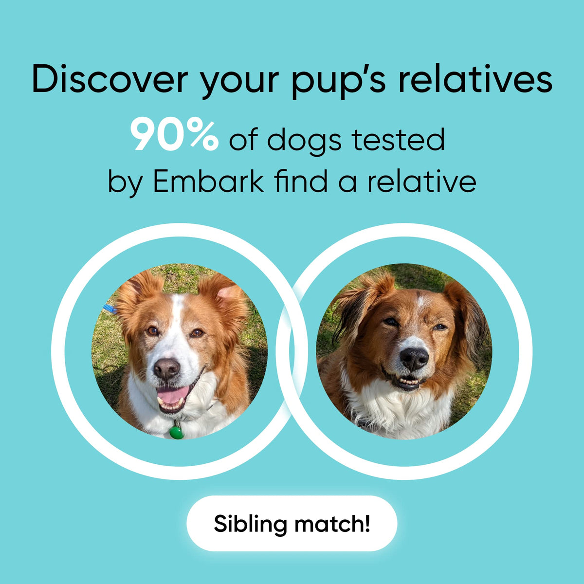 Know Your Best Friend - Embark Breed ID Dog DNA Test Kit
