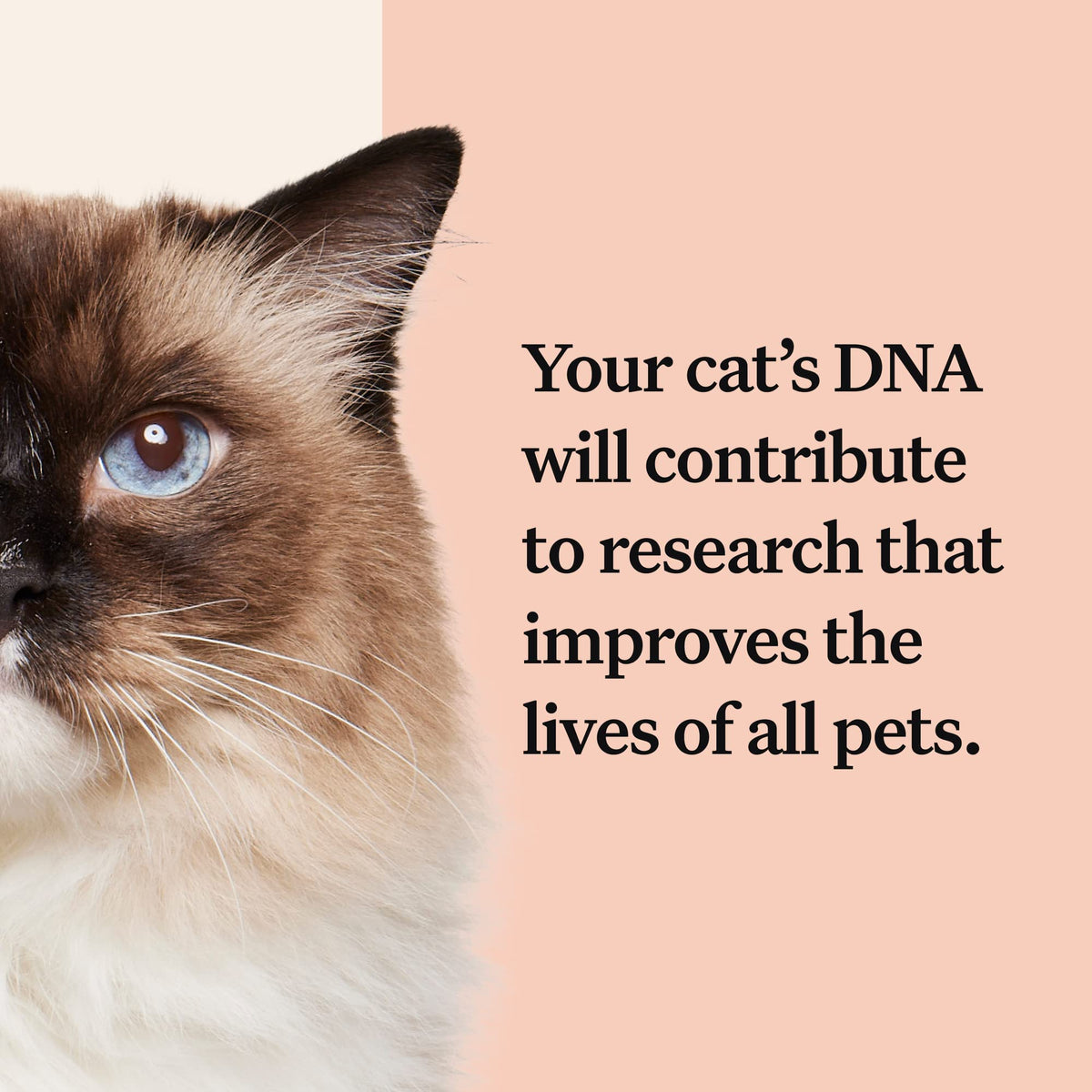 Cracked the Code - Wisdom Panel Cat DNA Test