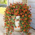 Porch-Season Bloom – Outdoor Fall Flowers