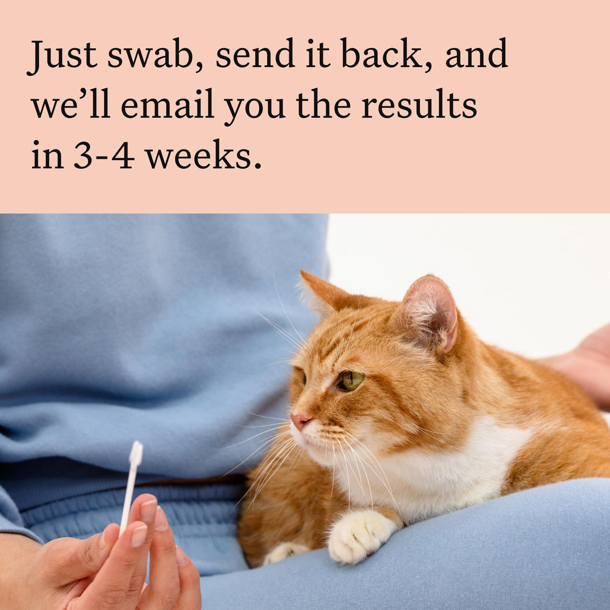 Cracked the Code - Wisdom Panel Cat DNA Test