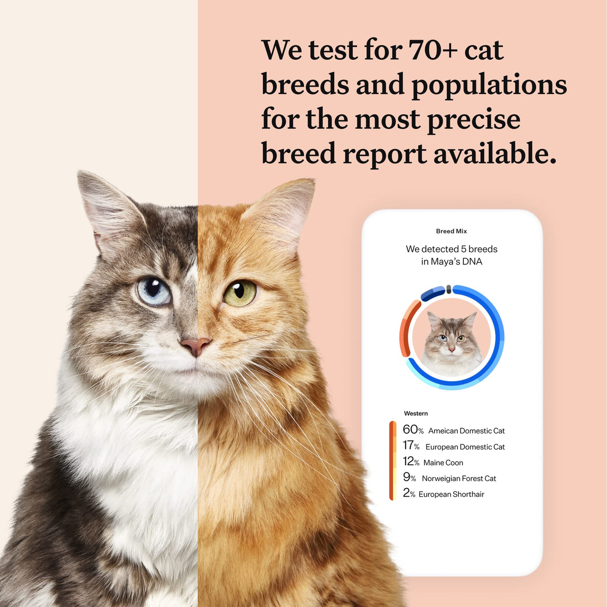 Cracked the Code - Wisdom Panel Cat DNA Test