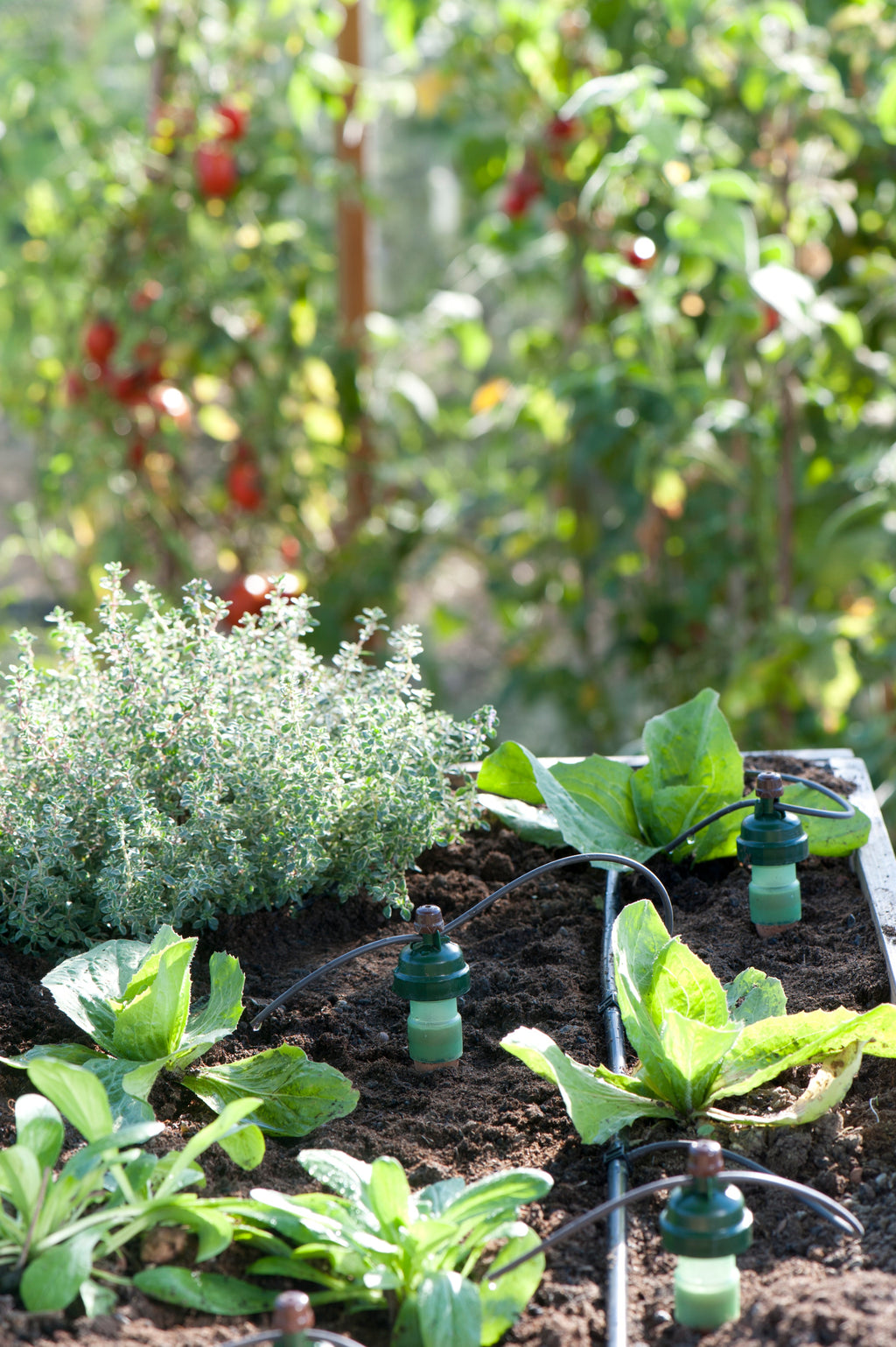Blumat Automatic Watering Kit – 12 Plant Set