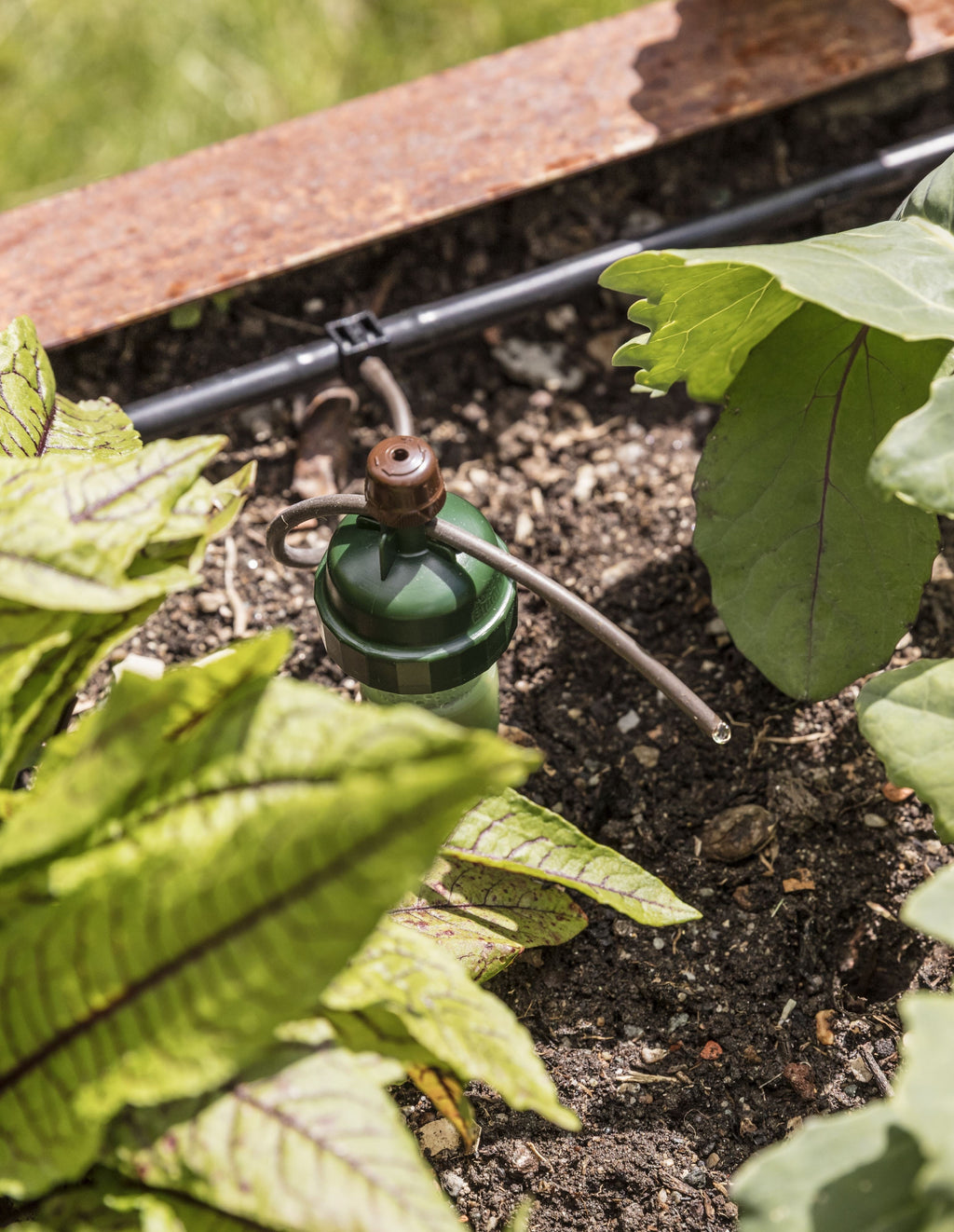 Blumat Automatic Watering Kit – 12 Plant Set
